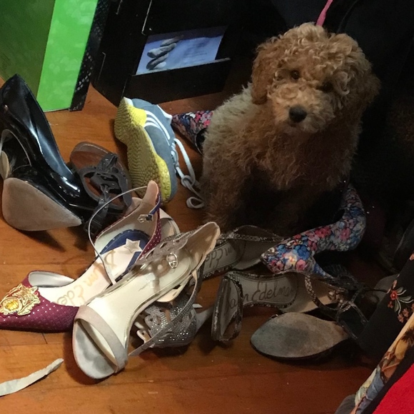 G + Ebenezer. Wonder who loves shoes more! - Picture 1 of 8